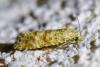Aethes margarotana
